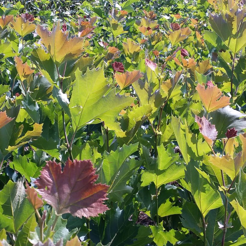 Plataani Spartan (Lehvistö)