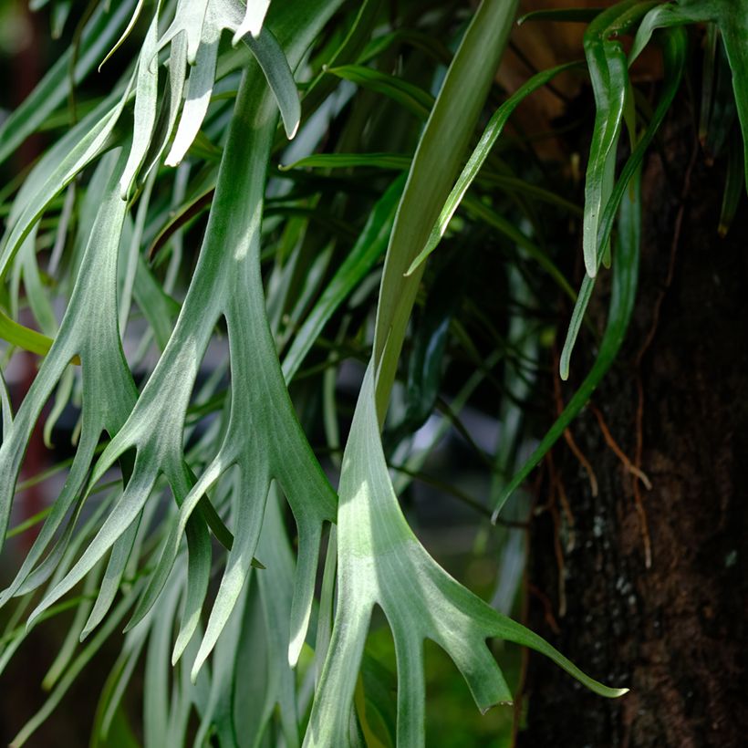 Hirvensarvisaniainen - Platycerium bifurcatum (Lehvistö)