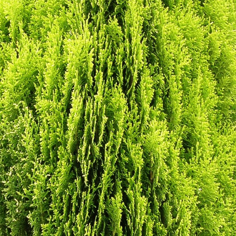 Idäntuija Aurea Nana (Lehvistö)