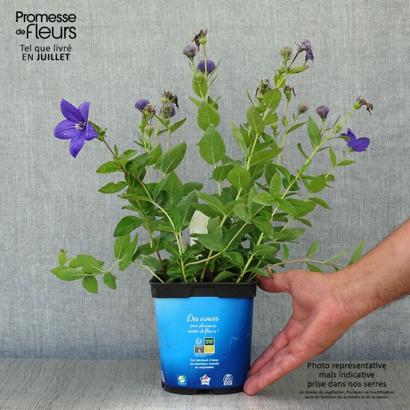 Esimerkki kesällä toimitetusta Jalokello Astra Blue Pot de 2L/3L-taimesta