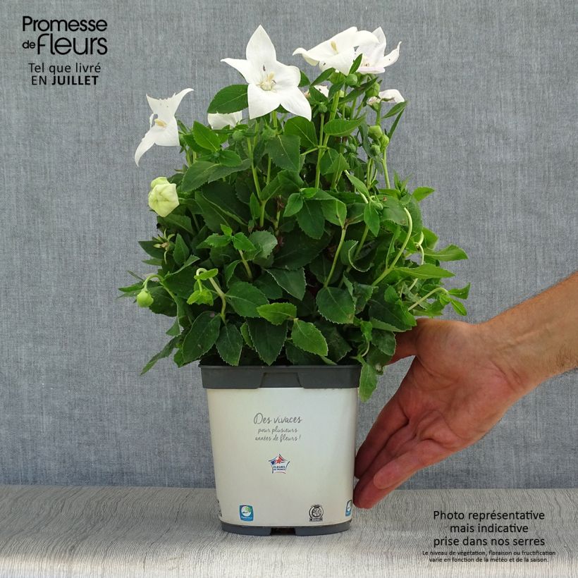 Esimerkki kesällä toimitetusta Jalokello Astra White Pot de 2L/3L-taimesta