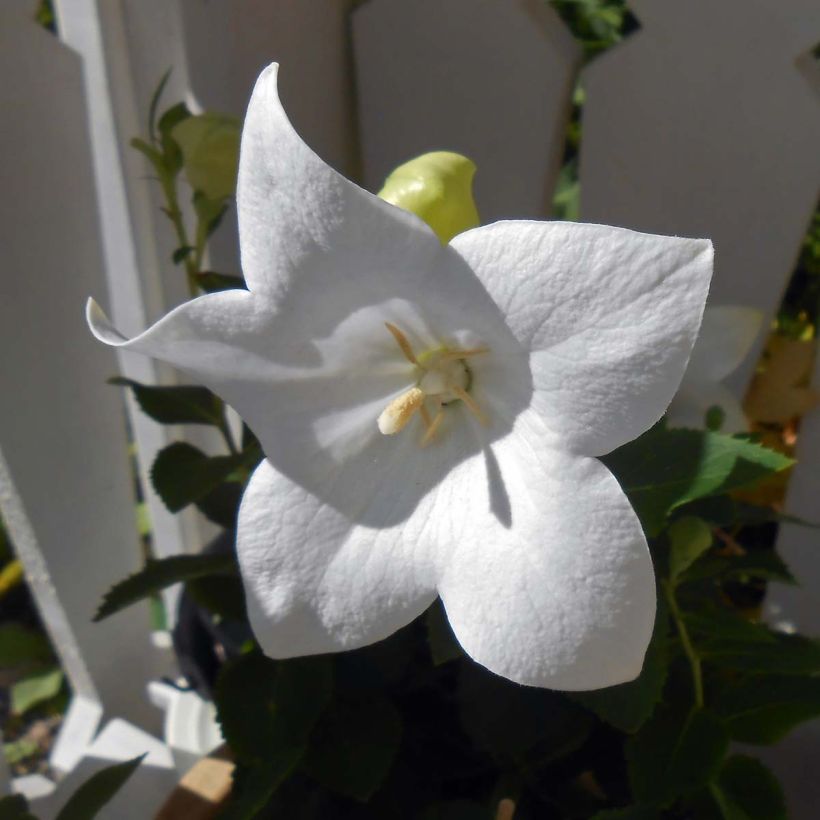 Jalokello Astra White (Kukinta)