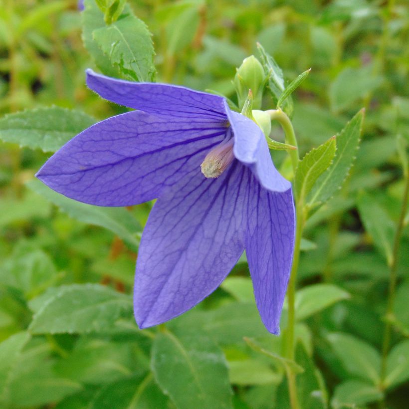 Jalokello Mariesii (Kukinta)