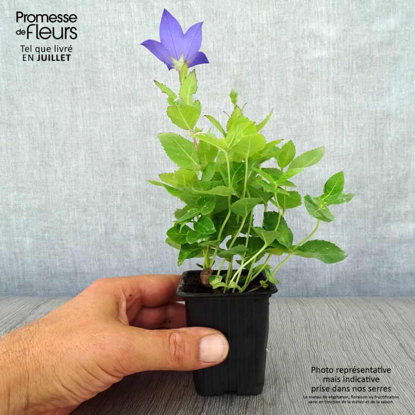Esimerkki kesällä toimitetusta Jalokello Mariesii Taimiruukku 7/8 cm-taimesta
