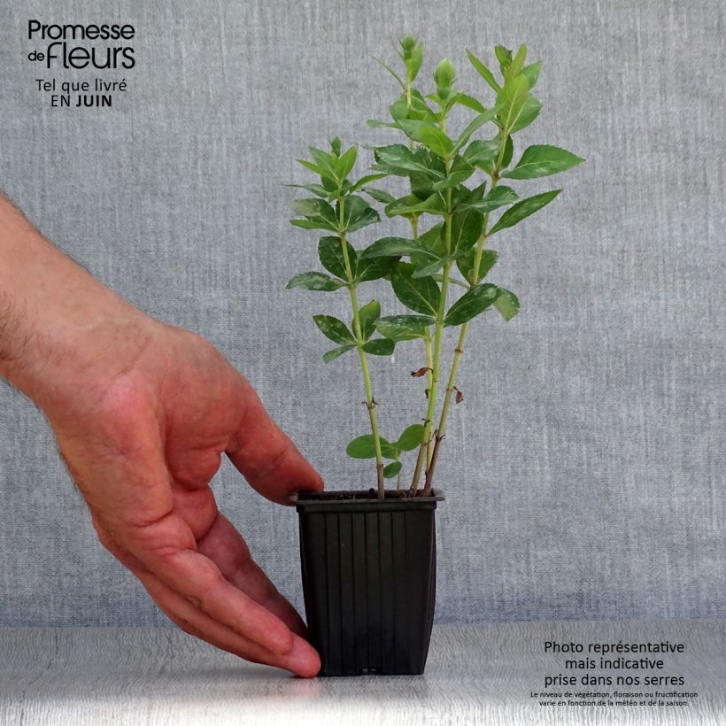 Esimerkki kesällä toimitetusta Jalokello Perlmutterschale Godet de 7/8 cm-taimesta