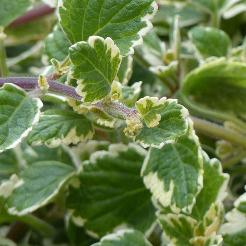 Liisukka Variegatus (Lehvistö)