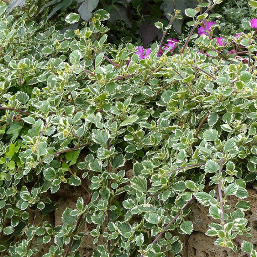 Liisukka Variegatus (Kasvutapa)
