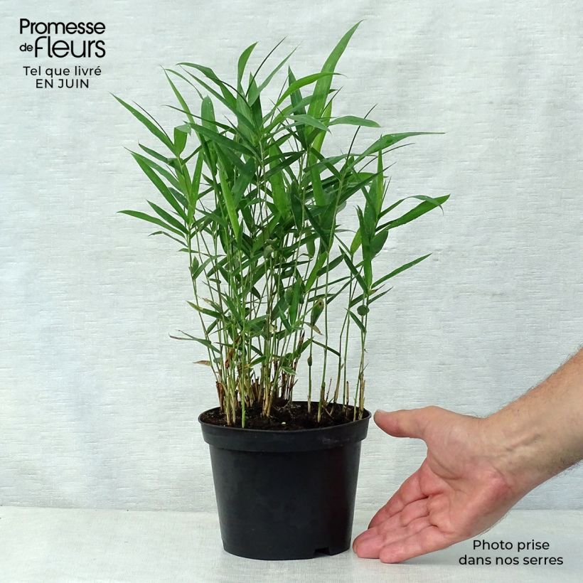 Esimerkki kesällä toimitetusta Pleioblastus argenteostriatus Pumilus Ruukku 1L / 1,5L-taimesta