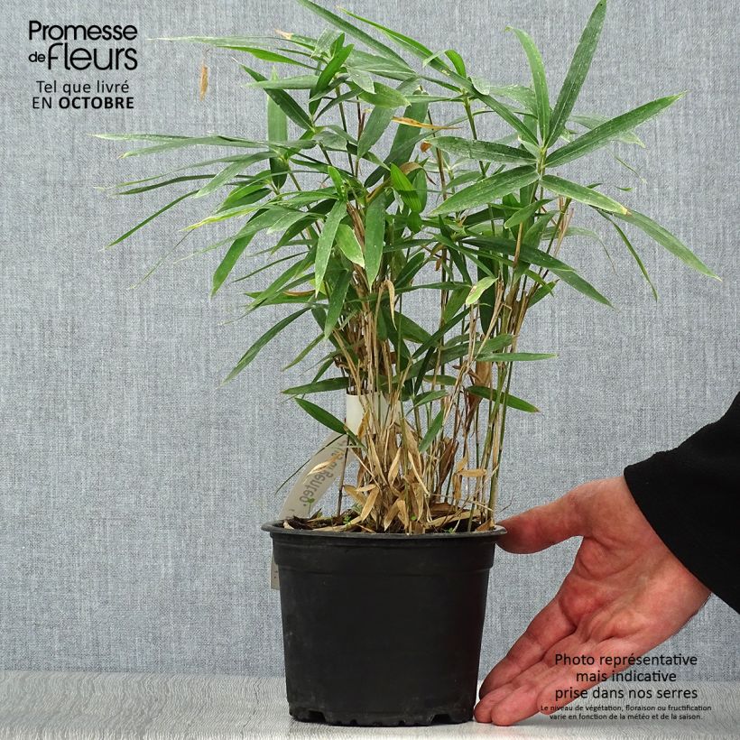 Esimerkki syksyllä toimitetusta Pleioblastus argenteostriatus Pumilus 1 litran / 1,5 litran ruukku-taimesta