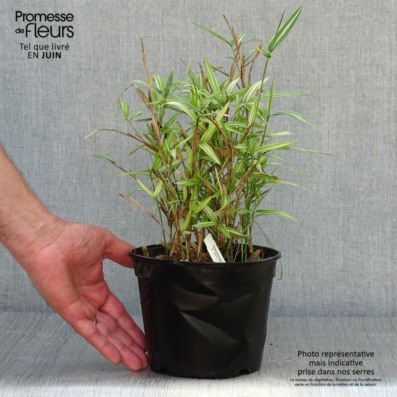 Esimerkki kesällä toimitetusta Pleioblastus fortunei Variegatus Pot de 1L/1,5L-taimesta