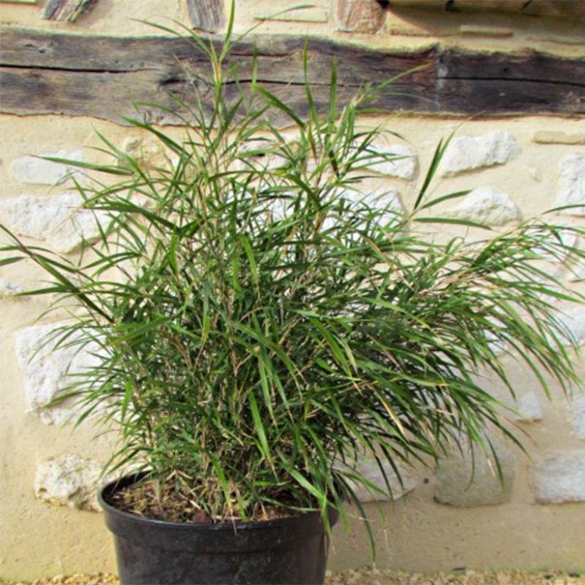 Pleioblastus linearis (Lehvistö)