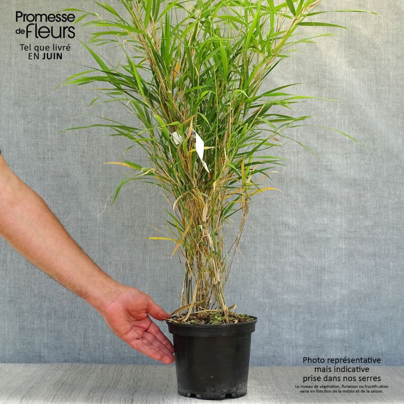 Esimerkki kesällä toimitetusta Pleioblastus linearis Ruukku 2L / 3L-taimesta