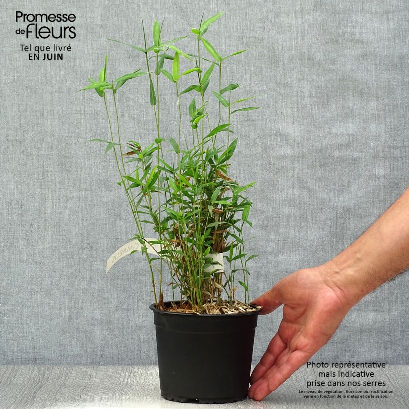 Esimerkki kesällä toimitetusta Pleioblastus pygmaeus Ruukku 1L / 1,5L-taimesta