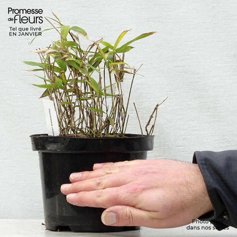 Esimerkki talvella toimitetusta Bambu Vagans Pot de 1L/1,5L-taimesta