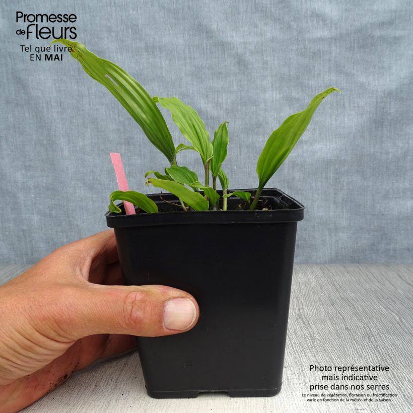 Esimerkki keväällä toimitetusta Tyttökämmekä Tongariro Pot de 1L/1,5L-taimesta
