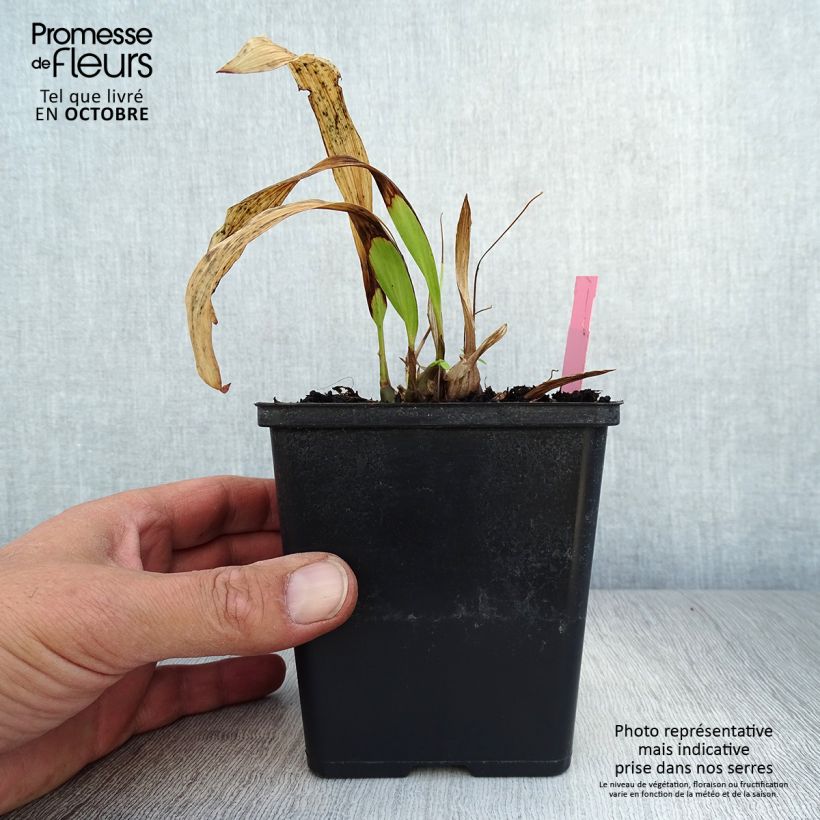 Esimerkki syksyllä toimitetusta Vaaleatyttökämmekkä - Pleione formosana 8/9 cm taimiruukku-taimesta