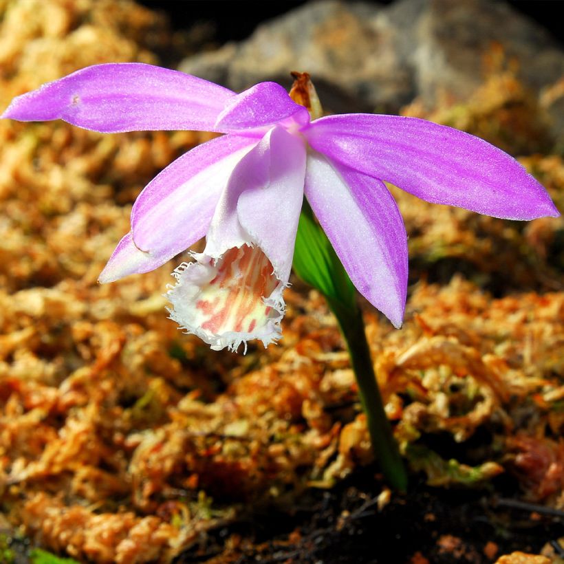 Vaaleatyttökämmekkä - Pleione formosana (Kukinta)