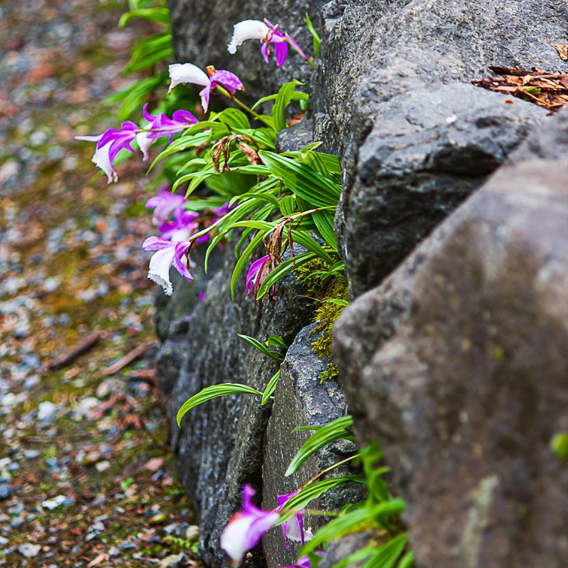 Vaaleatyttökämmekkä - Pleione formosana (Kasvutapa)