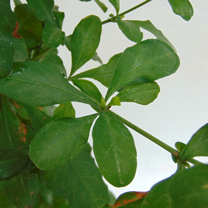 Sinilyijykukka - Plumbago auriculata (Lehvistö)