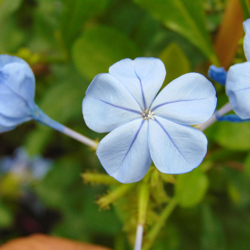 Sinilyijykukka - Plumbago auriculata (Kukinta)