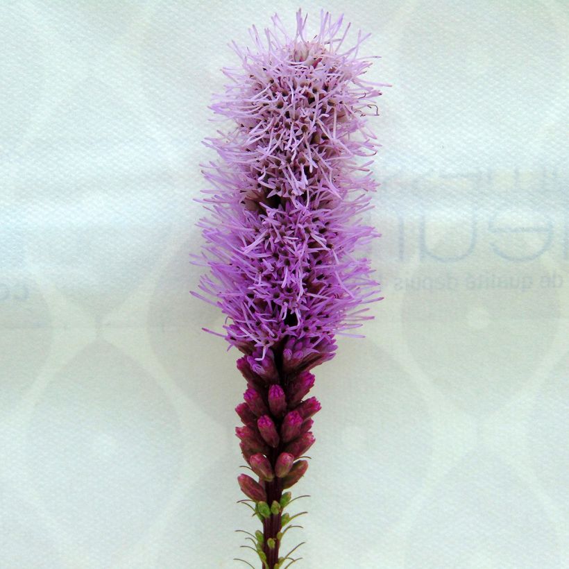 Noropunatähkä Floristan Violet (Kukinta)