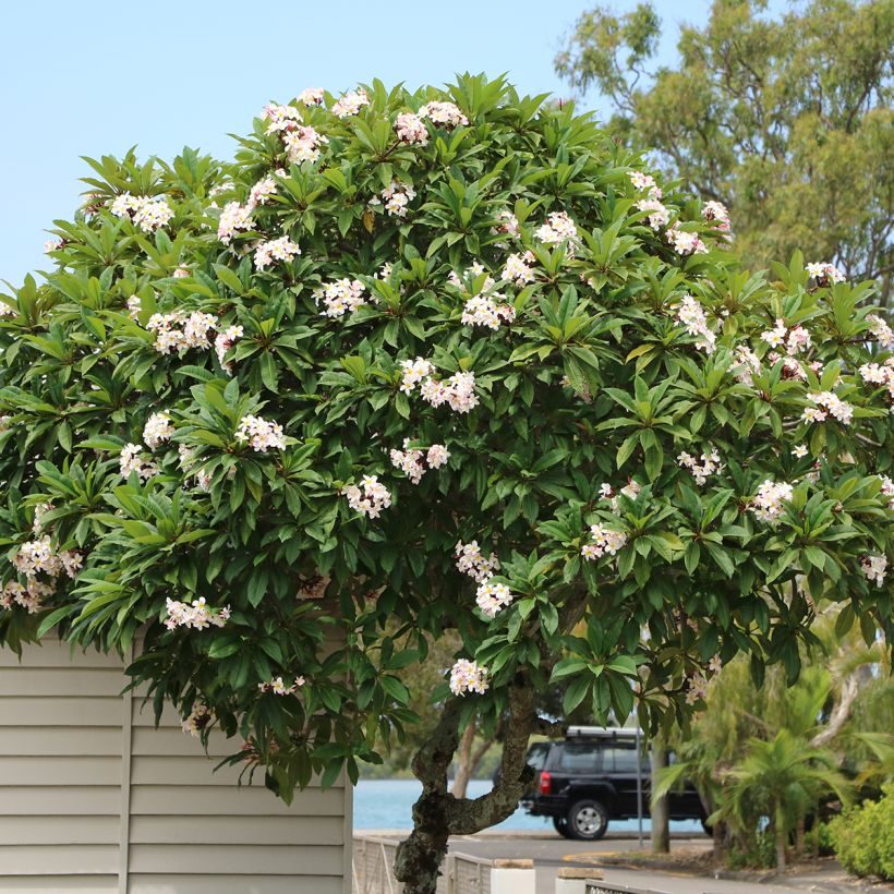 Plumeria obtusa (Kasvutapa)