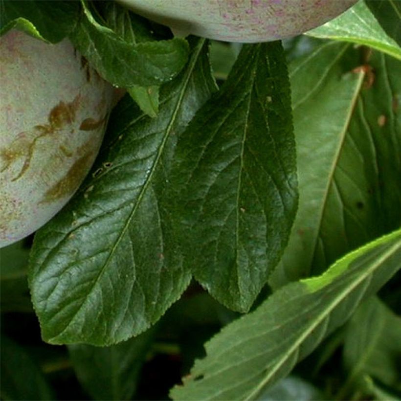 Luumuhybridi Flavor Supreme (Lehvistö)