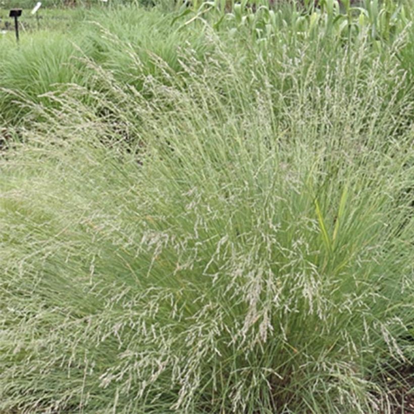 Nurmikka - Poa labillardieri (Kukinta)
