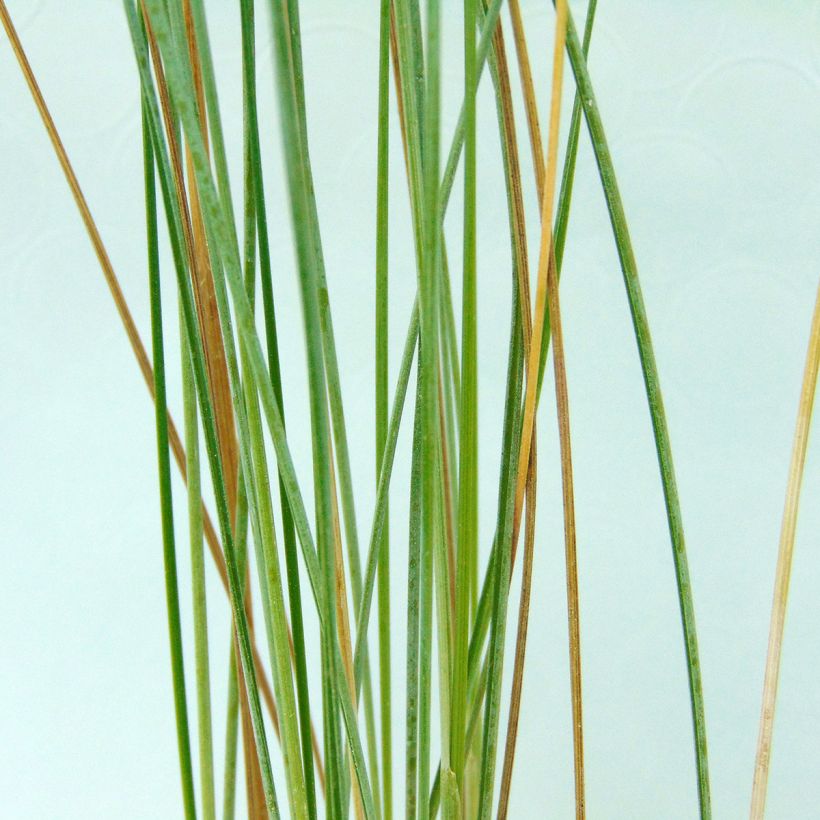 Nurmikka - Poa labillardieri (Lehvistö)