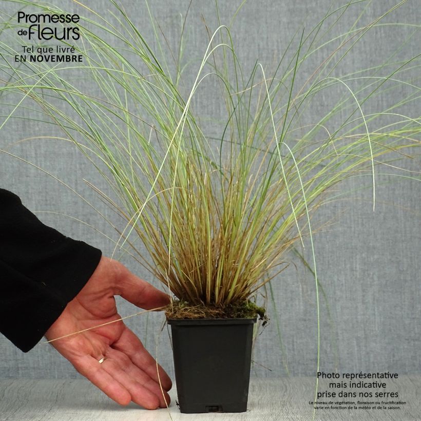 Esimerkki syksyllä toimitetusta Nurmikka - Poa labillardieri 8/9 cm taimiruukku-taimesta