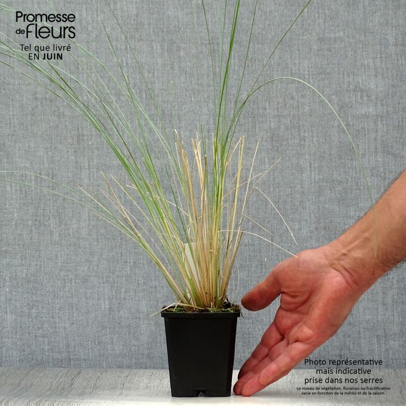 Esimerkki kesällä toimitetusta Nurmikka - Poa labillardieri Godet de 8/9 cm-taimesta