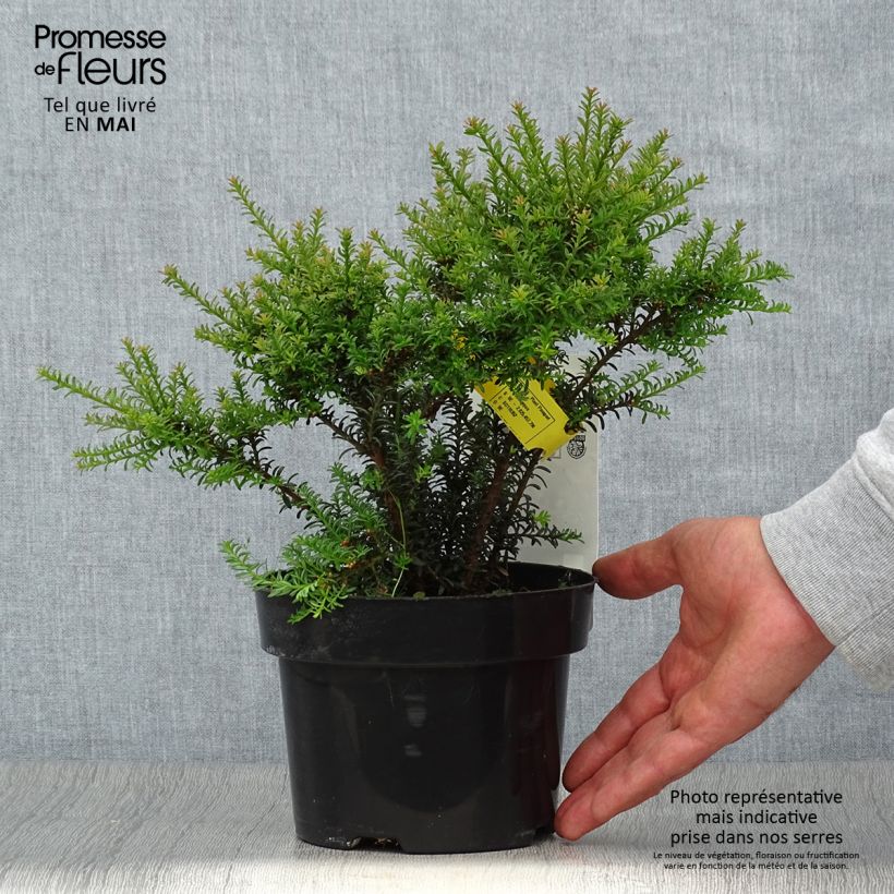 Esimerkki keväällä toimitetusta Podokarpus Chocolate Box Pot de 2L/3L-taimesta