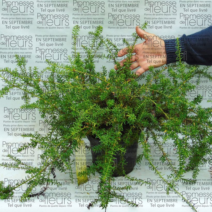 Esimerkki toimitetusta Podokarpus - Podocarpus nivalis Pot de 2L/3L-taimesta