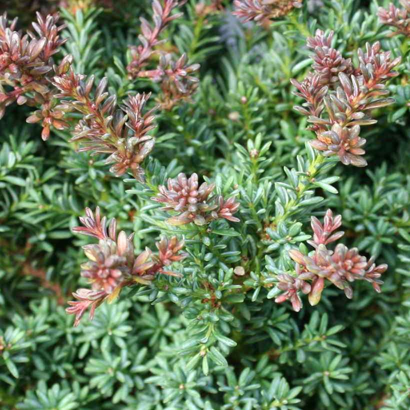 Tasmanianpodokarpus Red Tip (Lehvistö)