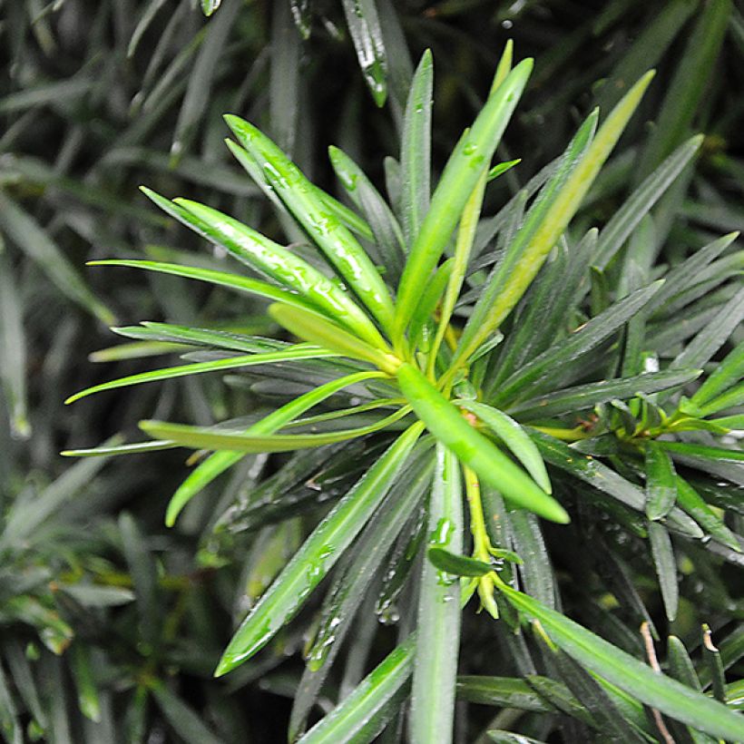 Japaninpodokarpus - Podocarpus macrophyllus (Lehvistö)