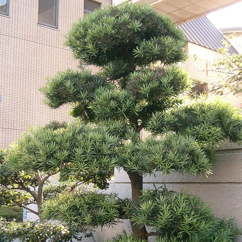 Japaninpodokarpus - Podocarpus macrophyllus (Kasvutapa)