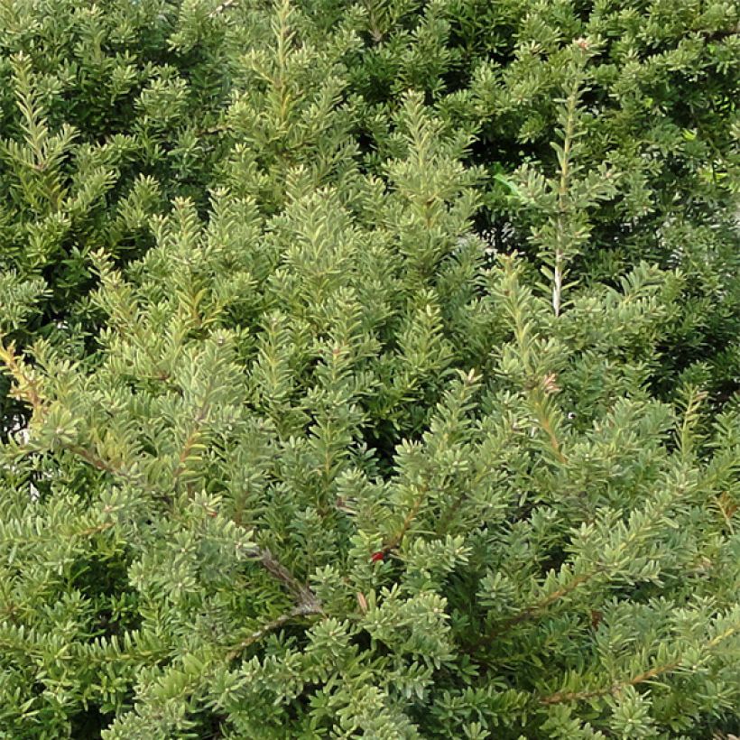 Podokarpus - Podocarpus nivalis (Lehvistö)