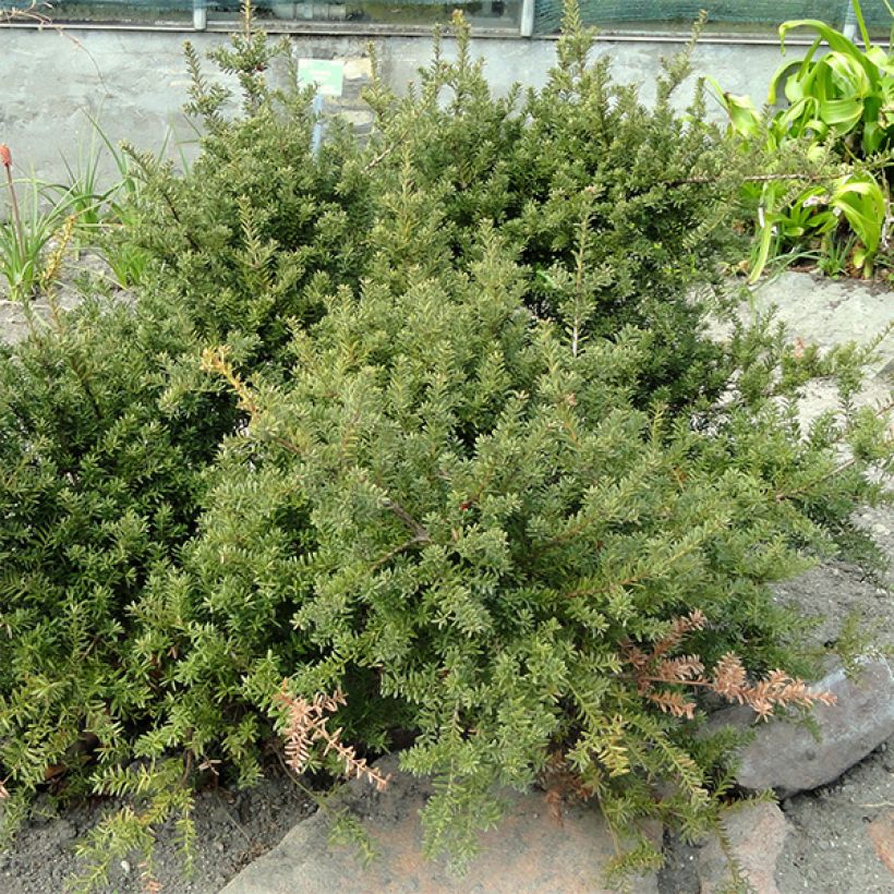 Podokarpus - Podocarpus nivalis (Kasvutapa)