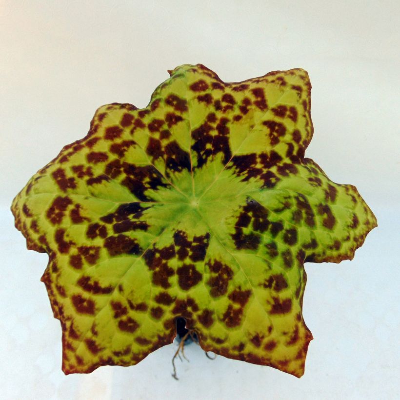 Jalkalehti Spotty Dotty (Lehvistö)