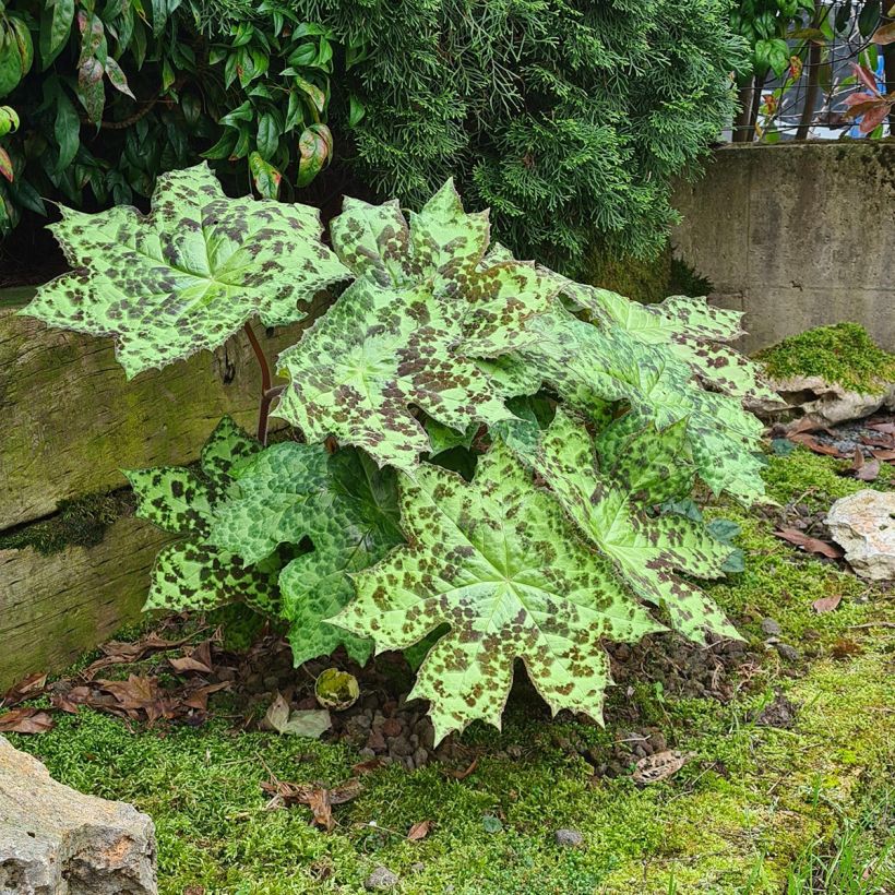 Jalkalehti Spotty Dotty (Kasvutapa)