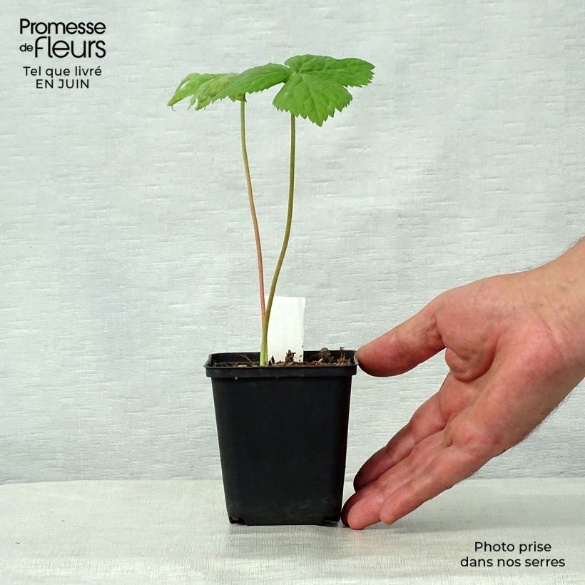 Esimerkki kesällä toimitetusta Himalajanjalkalehti - Podophyllum hexandrum Godet de 8/9 cm-taimesta