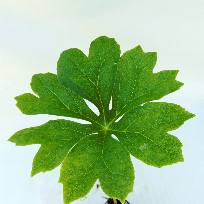 Amerikanjalkalehti - Podophyllum peltatum (Lehvistö)