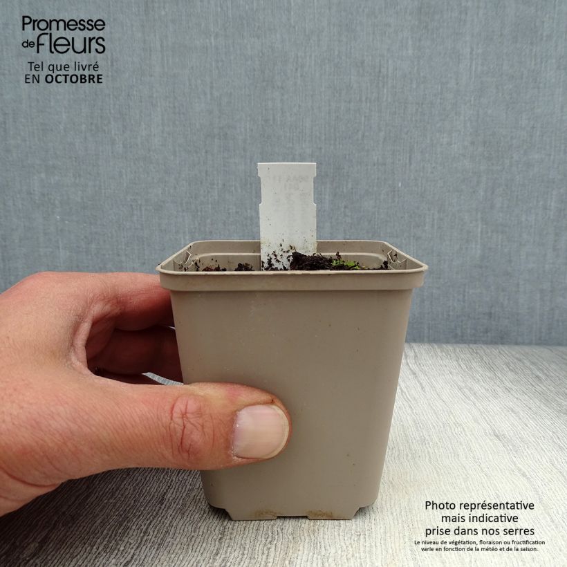 Esimerkki syksyllä toimitetusta Amerikanjalkalehti - Podophyllum peltatum 8/9 cm taimiruukku-taimesta