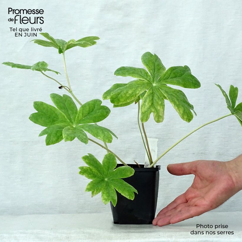 Esimerkki kesällä toimitetusta Amerikanjalkalehti - Podophyllum peltatum Taimiruukku 8/9 cm-taimesta