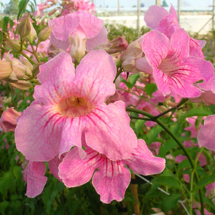 Trumpettiliaani - Podranea ricasoliana (Kukinta)