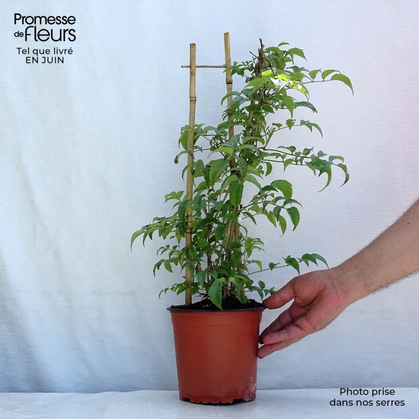 Esimerkki kesällä toimitetusta Trumpettiliaani - Podranea ricasoliana Ruukku 2L / 3L-taimesta