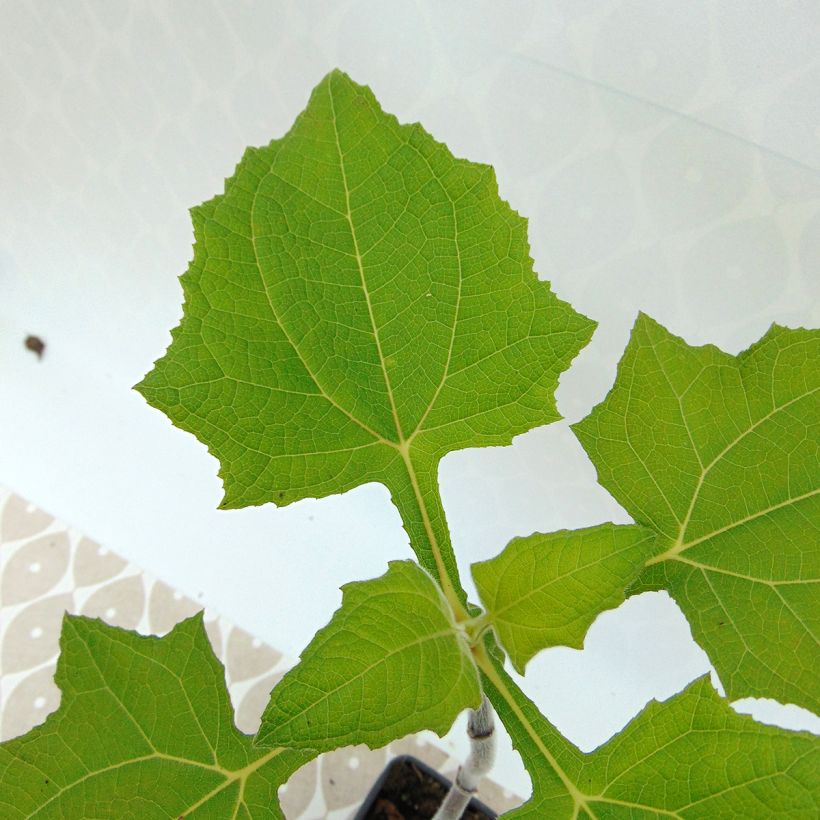 Yacon luomu - Smallanthus sonchifolius (Lehvistö)