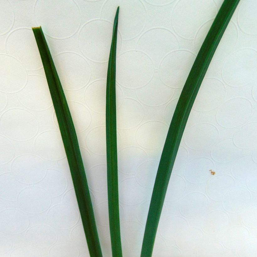 Kesäpurjo luomu - Allium ampeloprasum (Lehvistö)
