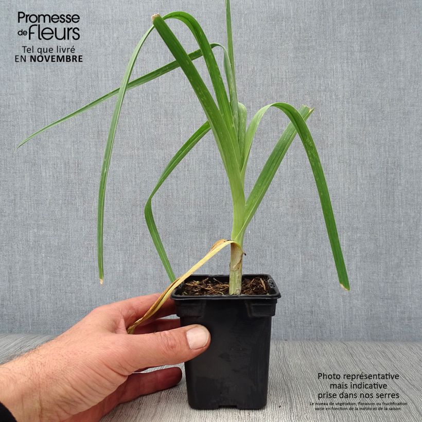Esimerkki syksyllä toimitetusta Kesäpurjo luomu - Allium ampeloprasum 7/8 cm taimiruukku-taimesta
