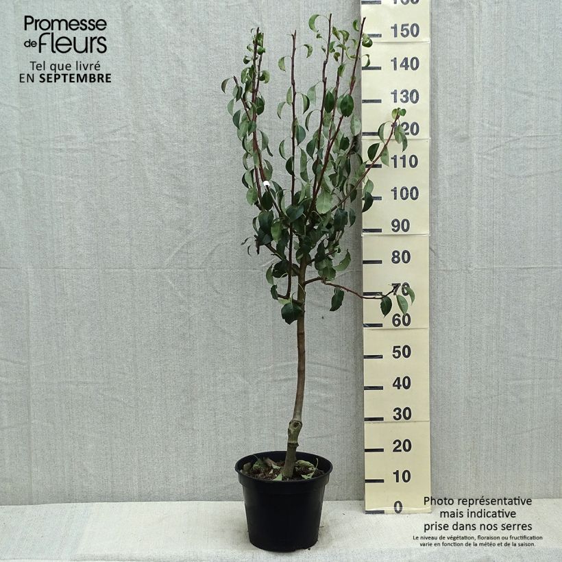 Esimerkki kesällä toimitetusta Poirier Beurre Giffard Pot de 7,5L/10L, Gobelet-taimesta